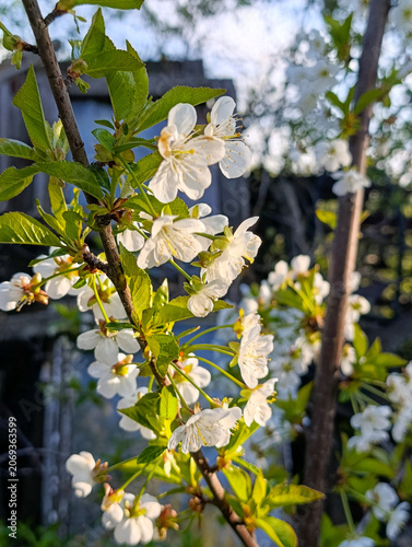 Cherry blossom branch with white flowers in spring garden, close up. Blooming cherry tree branches under sunny sky, selective focus