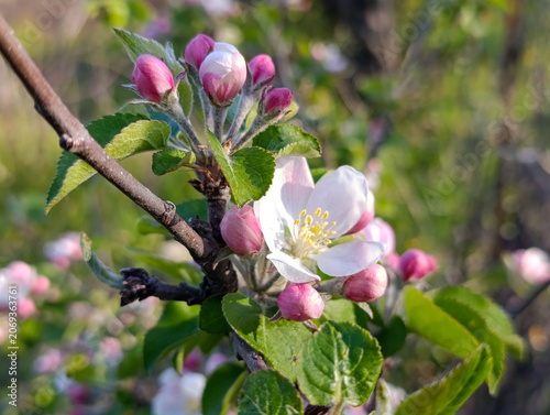 Apple blossom branch with pink buds in spring garden, close up. Blooming apple tree branch with delicate white and pink flowers