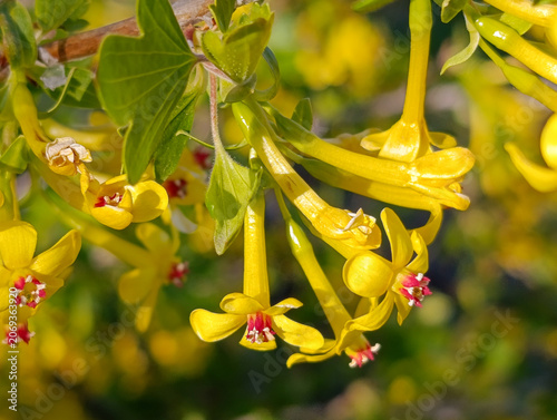 Golden currant flowers in spring garden, close up. Ribes aureum or golden clove currant yellow blooming branch