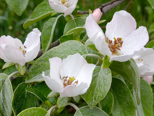 Quince tree branches with white flowers in sunny spring garden. Cydonia oblonga single flower blooming on branch in springtime garden