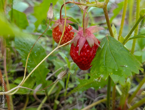 Fresh forest strawberries on green natural background. Wild strawberries growing on branch in garden close up