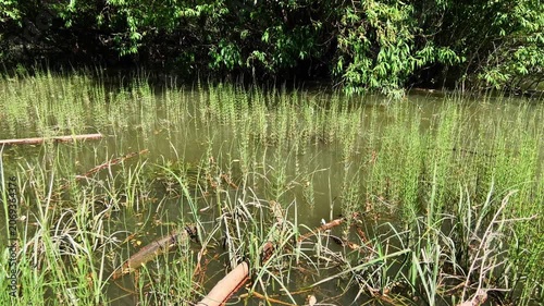 Water horsetail Equisetum fluviatile growing in dense colony along a calm forested lake shore