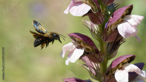 une abeille charpentière en vol couverte de pollen jaune