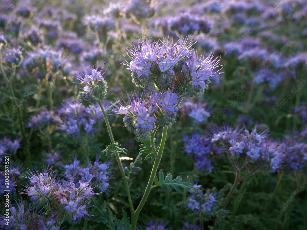 Obraz premium A close-up of a purple flowering plant with feathery leaves stands in a field of blurred purple flowers. The plant's bloom is a cluster of delicate purple stamens.