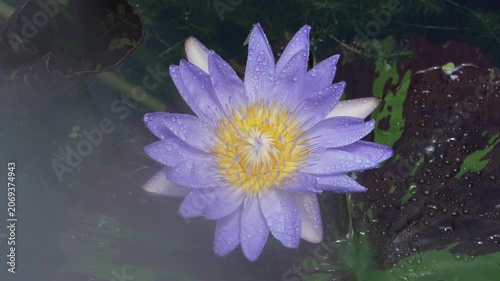 purple tropical water lily bloom in the morning sun and light fog.