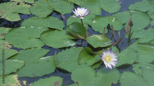 purple tropical water lily bloom in the morning sun and light fog.
