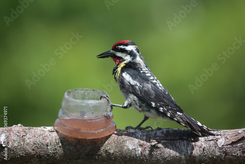 Yellow Bellied Sapsucker on branch