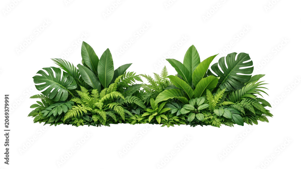 Fototapeta premium PNG Lush tropical green foliage arrangement.