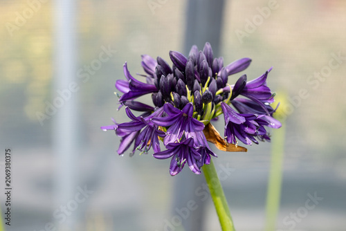 Close-up of a dark purple Agapanthus 'Blackjack' flower in bloom with selective focus and soft bokeh background, highlighting botanical beauty and garden elegance.