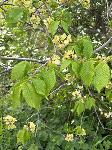 Konstfotografi Wych Elm - Ulmus glabra in a hedgerow, United Kingdom
