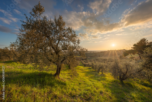 Olive Tree at Sunset in Casale Marittimo, Tuscany