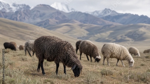 Karakul sheep with curly hair grazing on arid foothill grasslands in Central Asia.