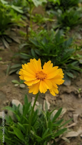 A single bright yellow coreopsis flower with delicate petals and a textured center, growing in a garden with blurred green foliage and soil background