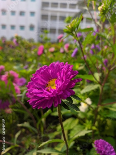 Bright purple aster flower blooming outdoors with blurred building in background