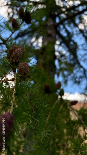 Close-Up of Larch Cones and Needles on Tree Branch Against Blue Sky, Natural Forest Background