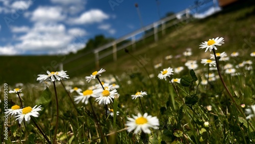 Wild Daisies in Summer Meadow Under Blue Sky, Natural Floral Background