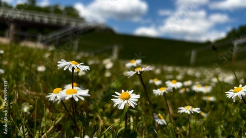 Wild Daisies in Summer Meadow Under Blue Sky, Natural Floral Background