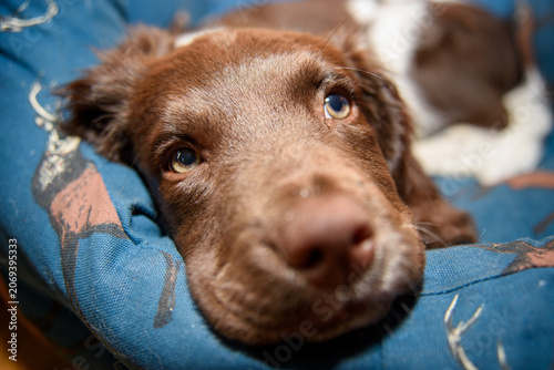 Bild auf Leinwand Cute English Springer Spaniel Puppy Relaxing on a Cozy Bed in a Warm Home Settin