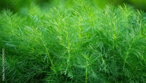 Lush green dill plants in a garden, showcasing their feathery leaves.