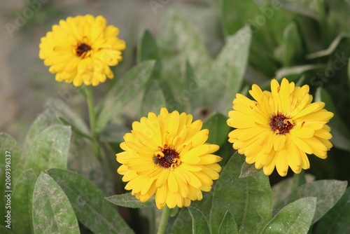 Three vibrant yellow calendula flowers blooming in a lush green garden, captured in natural daylight, showcasing botanical beauty in nature