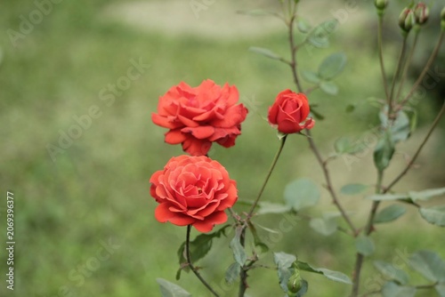 Two vibrant orange roses blooming on a green bush in a garden, featuring delicate petals and small buds, captured in natural soft afternoon sunlight