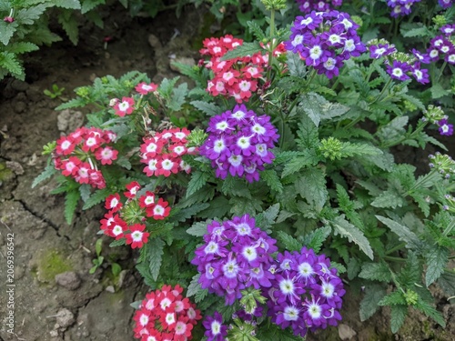 Vibrant clusters of purple and red verbena flowers blooming in a lush garden