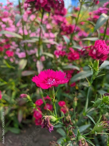Vibrant pink dianthus flowers blooming in a lush garden setting, nature botany