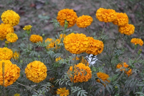 Vibrant yellow marigold flowers blooming in a garden, showcasing the natural beauty of tagetes erecta plants in a botanical setting, nature