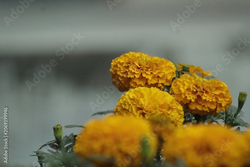 Vibrant yellow marigold flowers in close up, showcasing detailed petal textures and green buds against a soft, neutral, out of focus background
