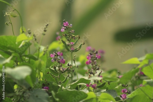 Delicate purple blossoms on a climbing plant with lush green foliage, capturing the beauty of wild flora in a natural garden environment