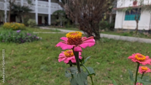 Pink zinnia flowers blooming in a lush garden setting, botanical nature imagery
