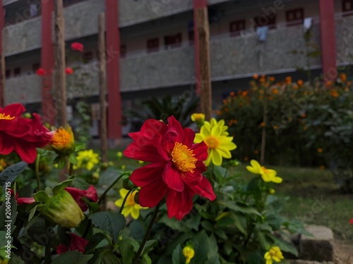 Red dahlia flower blooming in a garden with building background, floral scenery