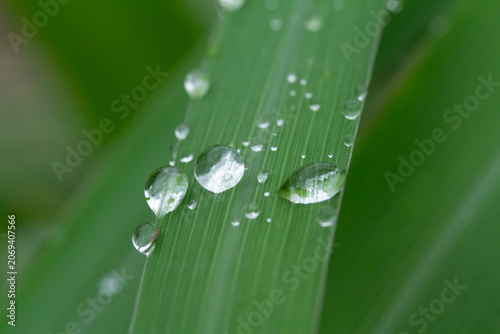 Water droplet leaf green macro nature raindrop freshness closeup on blade of grass after rain, soft bokeh background, calm morning mood, natural texture, copy space