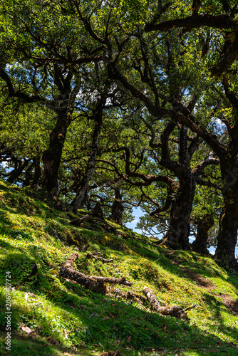 Centuries-old Laurel trees in Fanal forest (Laurissilva) in mountains on Madeira island in Portugal during sunny Summer day.