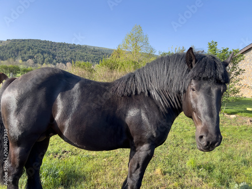 Black horse standing in green field Cerdanya valley