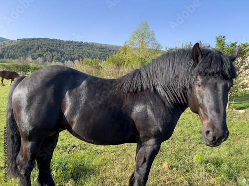 Black horse standing in a green field, Puigcerda, Catalonia