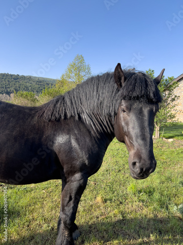 Black horse standing in green field of Puigcerda Catalonia