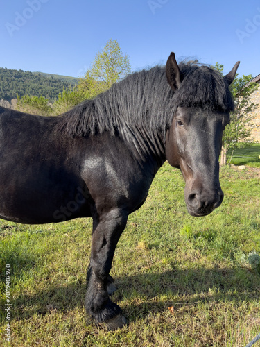 Black horse standing in green field in Puigcerda