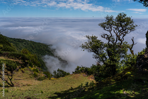 Cloud in the valley between mountains. Fanal forest,  Madeira island in Portugal during sunny Summer day.
