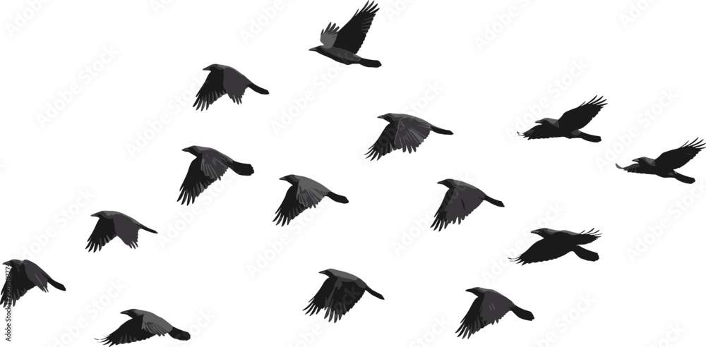 Fototapeta premium Flock of Black Crows Flying Vector Silhouette Set for Spooky Halloween Designs, Gothic Art, Nature Backgrounds, and Witchy Mystical Theme Decorations