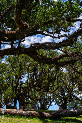 Centuries-old Laurel trees in Fanal forest (Laurissilva) in mountains on Madeira island in Portugal during sunny Summer day.