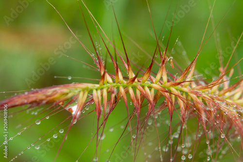 Water droplet grass seed spikelet macro closeup green background fresh morning dew wild grass seed head with raindrop and soft bokeh, natural meadow plant texture for botany and seasonal growth