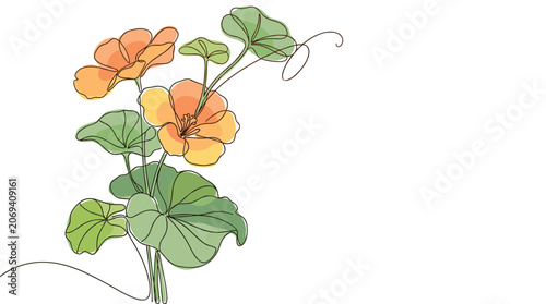 Vibrant orange nasturtium flowers with green leaves, cheerful botanical illustration, artistic linework, natural beauty, summer bloom.