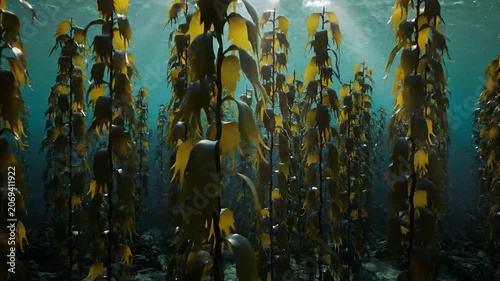 Sunlight filters through a dense underwater kelp forest in the ocean
