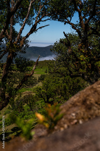 Centuries-old Laurel trees in Fanal forest (Laurissilva) in mountains on Madeira island in Portugal during sunny Summer day.