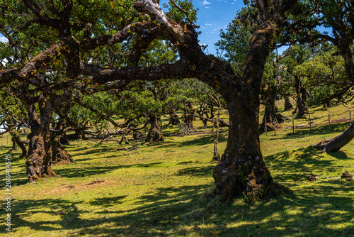Centuries-old Laurel trees in Fanal forest (Laurissilva) in mountains on Madeira island in Portugal during sunny Summer day.