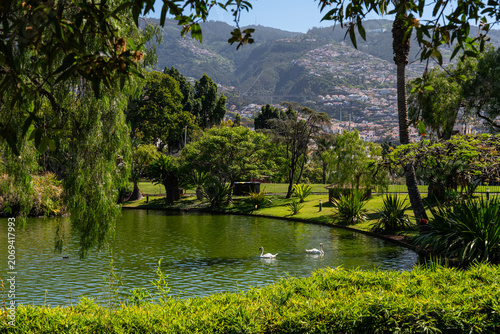 City park in Funchal with swans swimming in the pond and view on the mountains.