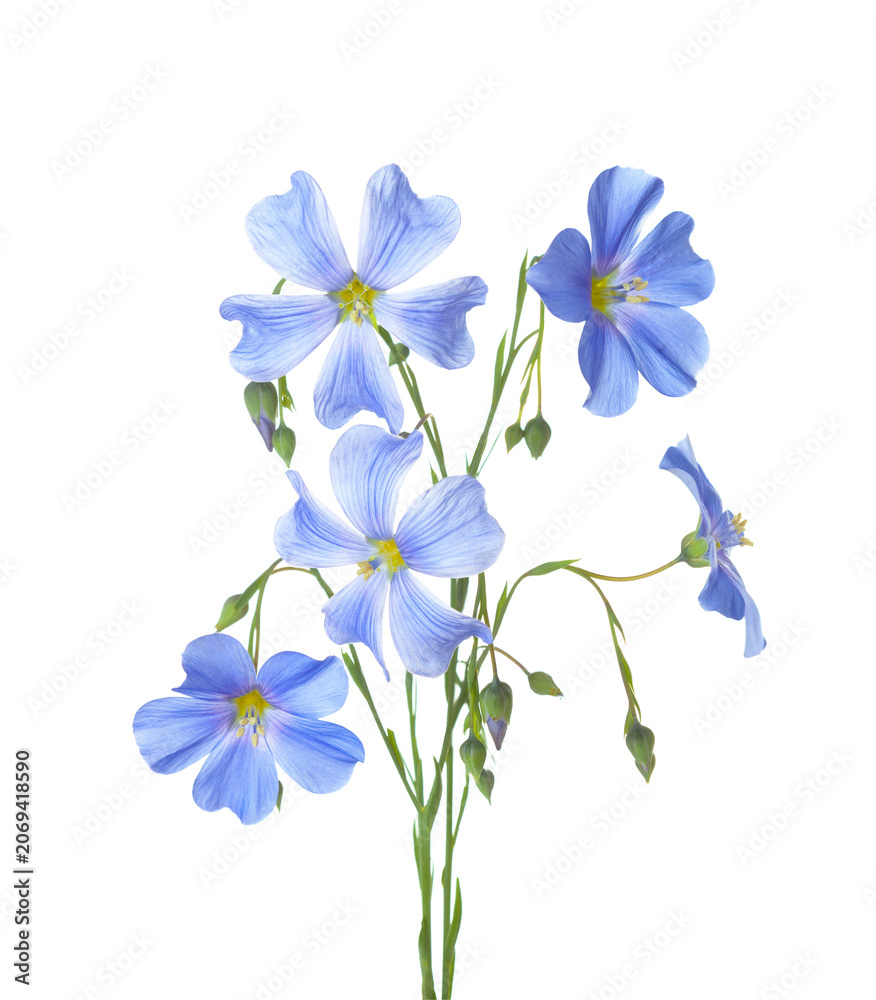 Fototapeta premium Two sprigs with light blue Flax flowers and buds isolated on white background.