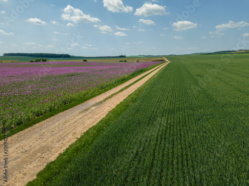 Rural dirt road dividing green and purple fields