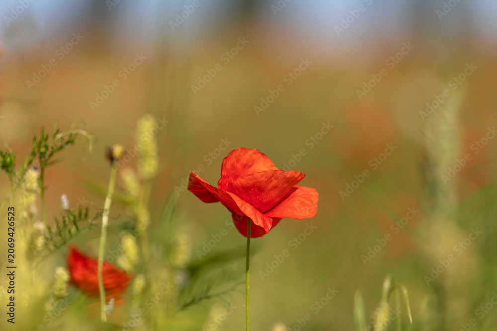Obraz premium Red Common Poppy Flower in Soft Bokeh Field Light